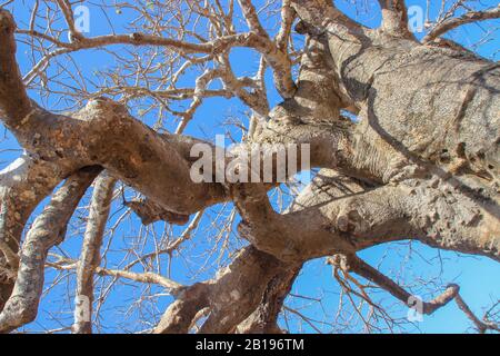 I possenti rami del vecchio albero baobab Foto Stock