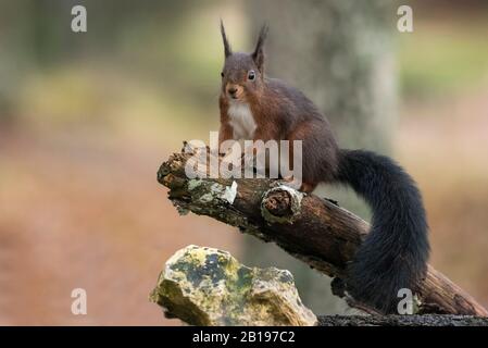 rosso scoiattolo mangiare noci nella foresta Foto Stock