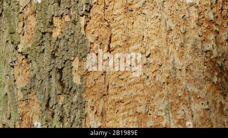 Foreste di querce decidue infestato siccità secca e attaccato dalla peste scarabeo europeo Xyleborus monograpus ambrosia, Scolytus intricatus Foto Stock