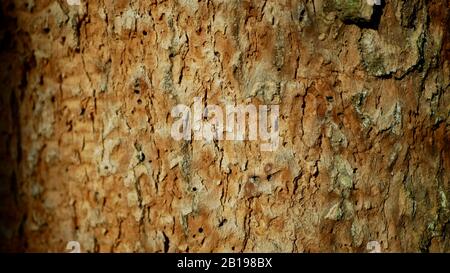 Foreste di querce decidue infestato siccità secca e attaccato dalla peste scarabeo europeo Xyleborus monograpus ambrosia, Scolytus intricatus Foto Stock