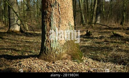 Foreste di querce decidue infestato siccità secca e attaccato dalla peste scarabeo europeo Xyleborus monograpus ambrosia, Scolytus intricatus Foto Stock