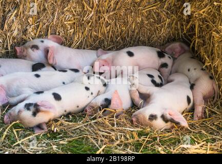 Gloucestershire Old Spot Piglets, Frampton on Severn Country Fair Gloucestershire UK. Settembre 2019 Foto Stock