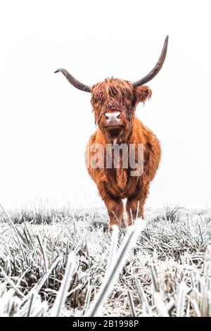 Bestiame scozzese delle Highland, Kyloe, mucca delle Highland, Heelan coo (Bos primigenius F. taurus), in riserva naturale il Delleboersterheide, Paesi Bassi, Frisia, Delleboersterheide, Oldeberkoop Foto Stock