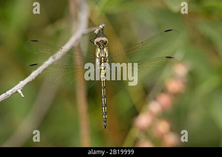 Jaunty Dropwing (Trithemis Stitica), Femmina, Sud Africa, Limpopo Foto Stock