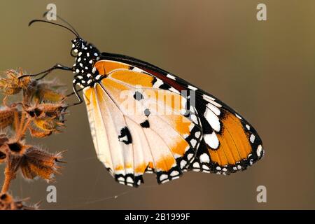 Tigre semplice, regina africana (Danaus chrysippus), su infiorescenza appassita, Gambia Foto Stock