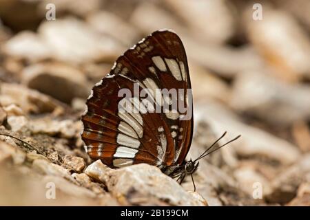 Aliante ungherese (Neptis rivularis, Limenitis rivularis), imago con ali chiuse su terreno sassoso, vista laterale, Ungheria Foto Stock