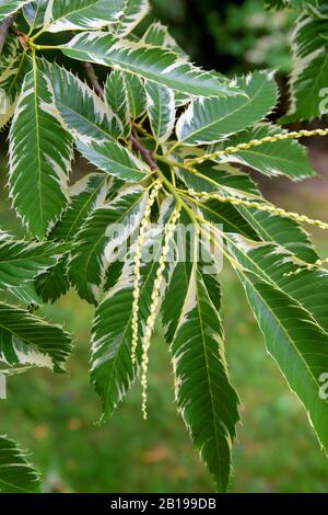 Castagne spagnole, castagne dolci (Castanea sativa Variegata, Castanea sativa "Variegata"), con infiorescenza, cultivar Variegata Foto Stock