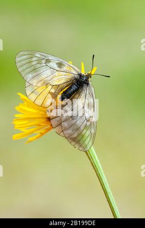 l'apollo nero (Parnassius mnemosyne), che si affaccia su un fiore, la Svizzera, il Vallese Foto Stock
