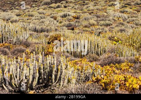 Isole Canarie Spurge (Euphorbia canariensis), in numeri enormi su un pendio, Isole Canarie, Tenerife, Santa Cruz Foto Stock