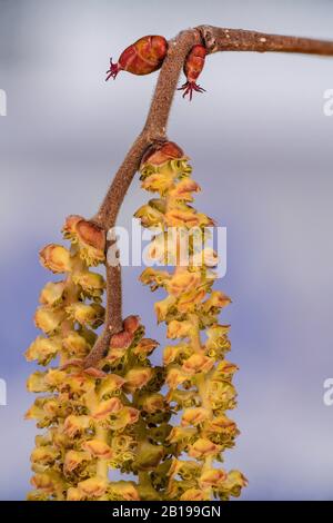 Chazel comune (Corylus avellana), ramo di nocciolo in fiore con fiori femminili e maschili, Germania, Baviera, Oberbayern, alta Baviera Foto Stock