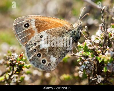 Grande brughiera (Coenonympha tullia, Coenonympha typhon), imago, vista laterale, Paesi Bassi, Frisia Foto Stock