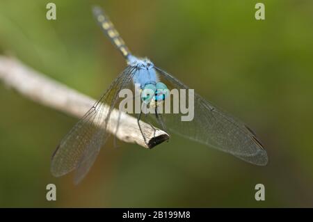 Jaunty Dropwing (Trithemis Stitica), Maschio, Sud Africa, Limpopo Foto Stock