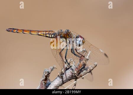 Viola dropwing, viola-mared darter, viola-blushed darter, Prugna-colored dropwing (Trithemis anulata), femmina, Portogallo, Algarve Foto Stock