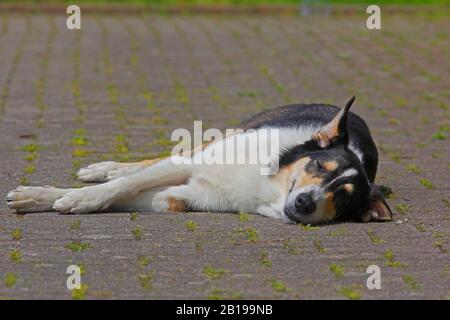 Cane di razza mista (Canis lupus F. familiaris), due anni Bearded Collie Collie bastardo dormire su un sentiero, tricolore, Germania Foto Stock