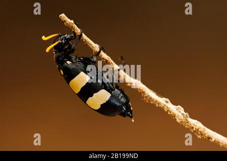 Bean Beetle (Hycleus oculatus), a un ramoscello, Sud Africa, Mpumalanga, Kruger National Park Foto Stock