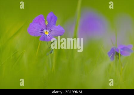 Violetto svizzero (Viola calcarata), fioritura, Svizzera, Vallese Foto Stock