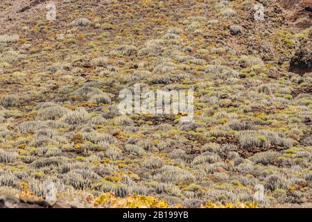 Isole Canarie Spurge (Euphorbia canariensis), in numeri enormi su un pendio, Isole Canarie, Tenerife, Santa Cruz Foto Stock