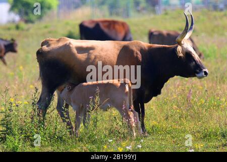 Bovini heck (Bos primigenius F. taurus), con vitello da latte su pascolo, Paesi Bassi Foto Stock