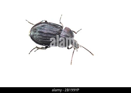 Carrion Beetle (Phosphuga atrata, Silfa atrata), ritaglio, Paesi Bassi, Friesland, FryslÃ¢n Foto Stock