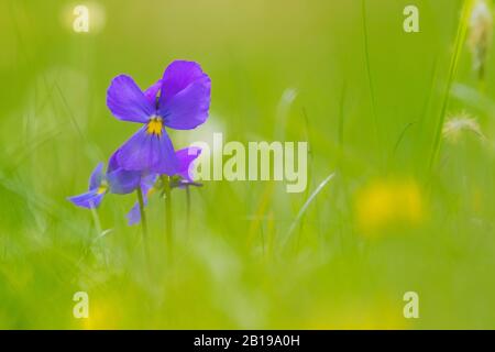 Violetto svizzero (Viola calcarata), fioritura, Svizzera, Vallese Foto Stock