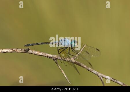 Jaunty Dropwing (Trithemis Stitica), Maschio, Sud Africa, Limpopo Foto Stock