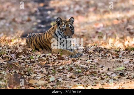 Tigre di Bengala (Panthera tigris tigris), un anno cub , India, Bandavgarh Foto Stock