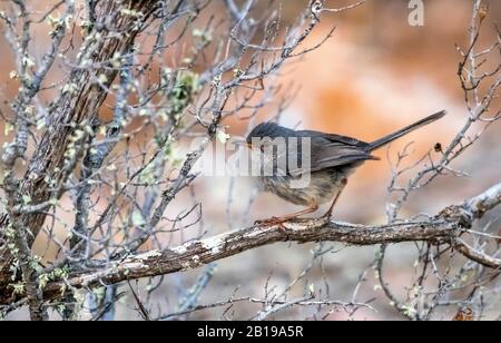 Balearic Warbler (Sylvia balearica, Sylvia sarda balearica), giovani appollaiati su un ramo, Spagna, Isole Baleari, Ibiza Foto Stock