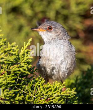 Balearic Warbler (Sylvia balearica, Sylvia sarda balearica), giovani arroccati su un ginepro, Spagna, Isole Baleari, Ibiza Foto Stock