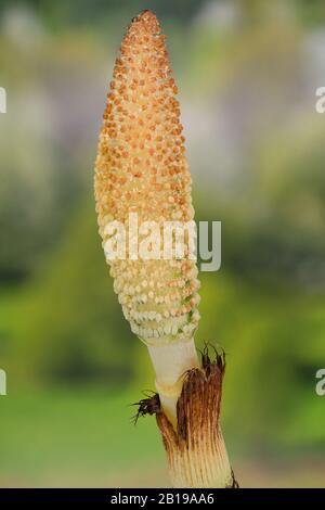 Grande horsetail (Equisetum telmateia, Equisetum telmateja, Equisetum Maximum), Spore-Bearing stribilus, Germania, Baviera Foto Stock