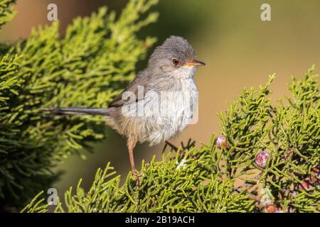 Balearic Warbler (Sylvia balearica, Sylvia sarda balearica), giovani arroccati su un ginepro, Spagna, Isole Baleari, Ibiza Foto Stock