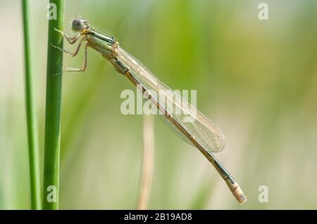 Minore ischnura, scarsa malga dalla coda blu, piccola bluetail (Ischnura pumilio), maschio seduto su un fusto, vista laterale, Paesi Bassi, Limburgo Foto Stock
