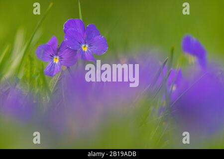 Violetto svizzero (Viola calcarata), fioritura, Svizzera, Vallese Foto Stock