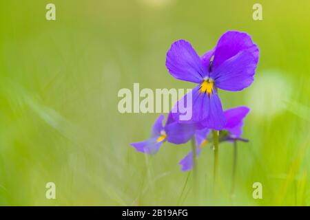 Violetto svizzero (Viola calcarata), fioritura, Svizzera, Vallese Foto Stock