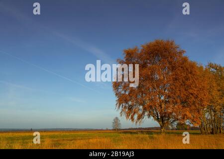 Torba in Diepolz in autunno, Germania, Bassa Sassonia, Rehdener Geestmoor, Drebbersches Moor Foto Stock