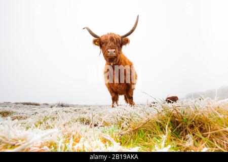 Bestiame scozzese delle Highland, Kyloe, mucca delle Highland, Heelan coo (Bos primigenius F. taurus), in riserva naturale il Delleboersterheide, Paesi Bassi, Frisia, Delleboersterheide, Oldeberkoop Foto Stock