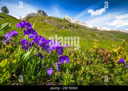 Violetto svizzero (Viola calcarata), fioritura, Svizzera, Vallese Foto Stock