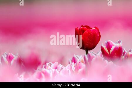 Tulipano giardino comune (Tulipa spec.), campo tulipano in fiore, fiori rosa con un fiore rosso, Paesi Bassi, Flevoland Foto Stock