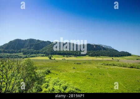 Paesaggio di Moor Schwemm, Austria, Tirolo, Schwemm, Walchsee Foto Stock