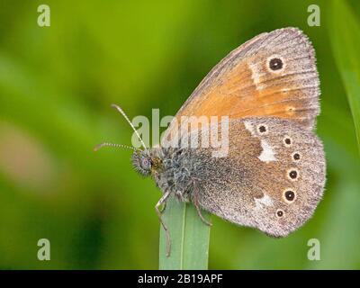 Grande brughiera (Coenonympha tullia, Coenonympha typhon), seduta su una lama di erba, vista laterale, Paesi Bassi, Frisia Foto Stock