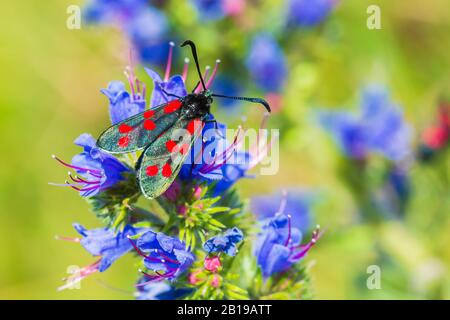 Primo piano di una di sei spot burnett butterfly Zygaena filipendulae, impollinatori su viola Echium vulgare blueweed fiori durante il giorno. Foto Stock