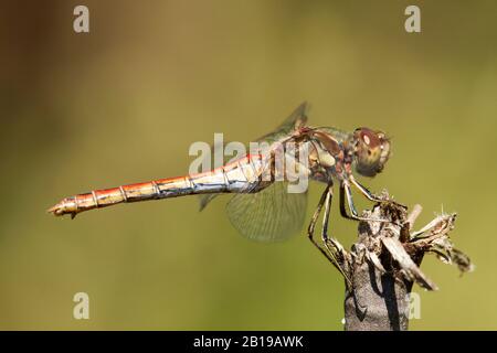 Vagrant sympetrum (Sympetrum vulgatum), femmina, Repubblica Ceca Foto Stock