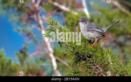 Balearic Warbler (Sylvia balearica, Sylvia sarda balearica), donna adulta arroccata su un ginepro, Spagna, Isole Baleari, Ibiza Foto Stock