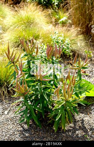 Farfalla-erbaccia, farfalla milkweed, radice Pleuristica (Asclepias tuberosa), fruttificazione Foto Stock