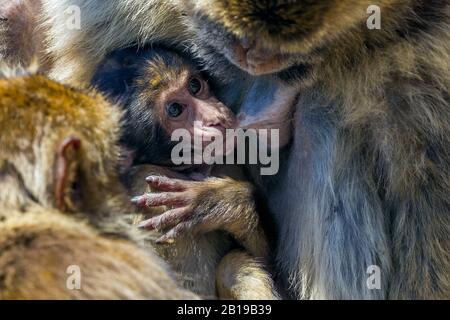 Barbary ape, barbary macaque (Macaca sylvanus), suzione cucciolo, Gibilterra Foto Stock