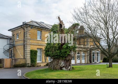 Alice Holt Forest Research Station in Hampshire, Inghilterra, Regno Unito, specializzata in scienze forestali e degli alberi Foto Stock