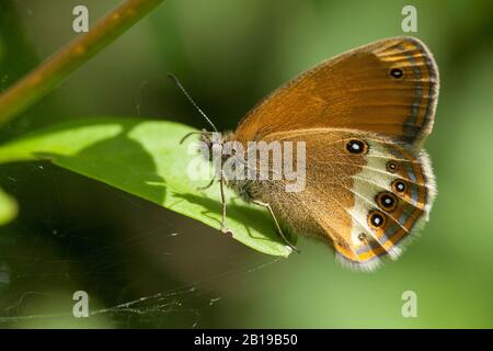 Pearly heath (Coenonympha arcania), su una foglia, Germania, Renania Settentrionale-Vestfalia, Eifel Foto Stock