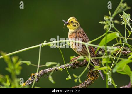 Yellowwhammer (Emberiza citrinella), maschio che perching su un ramo con alimentazione nel disegno di legge, Germania, Baden-Wuerttemberg Foto Stock