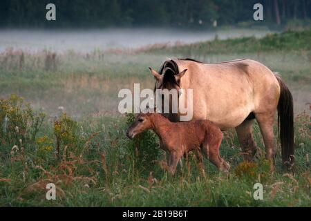 Teglia (Equus ferus gmelini, Equus gmelini), mare e foal in un prato con nebbia terrestre, Paesi Bassi, Wassenaar Foto Stock