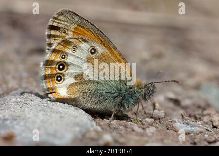 Pearly heath (Coenonympha arcania), sul terreno, Germania, Renania Settentrionale-Vestfalia, Eifel Foto Stock