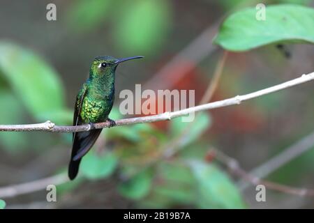 Smeraldo cubano (Chlorostilbon ricordii), si trova su un ramoscello, Cuba, Zapata National Park Foto Stock